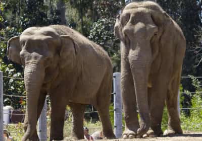 מהלך חשאי שעורר זעם ציבורי בלוס אנג'לס: הפילים האחרונים הועברו בסתר לגן חיות גרוע