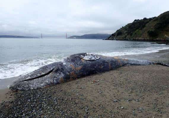 קליפורניה: גווית לוויתן ענק בגודל 28 פוט נשטפה לחוף אנג'ל איילנד 