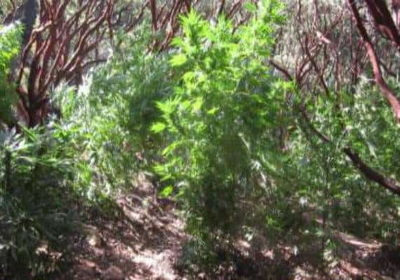 מישהו איבד 3,500 צמחי מריחואנה?