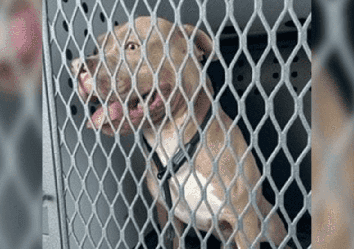 קליפורניה: בן 8 נפצע קשה לאחר שהותקף על ידי הכלב של המשפחה