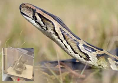 ארנבות רובוטיות נגד פיתונים: פלורידה שולחת בינה מלאכותית לשטח