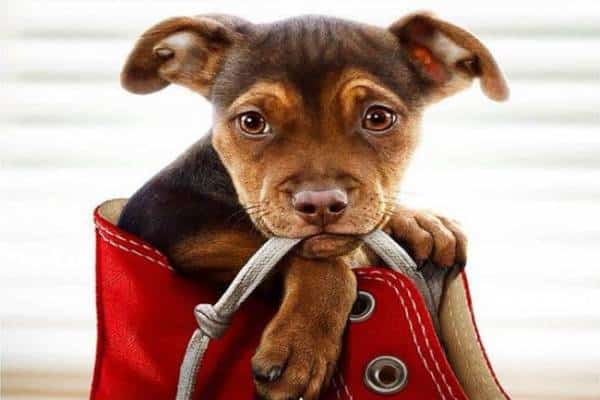 הדרך הביתה: הצטרפו אל מסע אפי של כלבה שלא מוותרת על בעליה