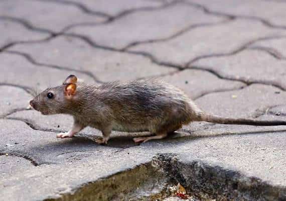 סין: מקרה ראשון של מחלת עכברים בבן אדם