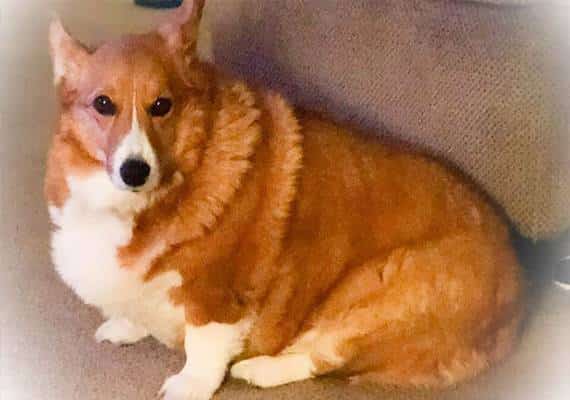 תעלומה בניו ג'רזי: כלב שלישי מת בתוך 5 חודשים ב- PetSmart 