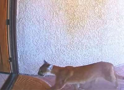 פומה פרצה לבית בקליפורניה ונמלטה בבהלה דרך הבריכה