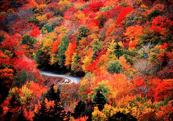 כדאי ללכת לראות את השלכת