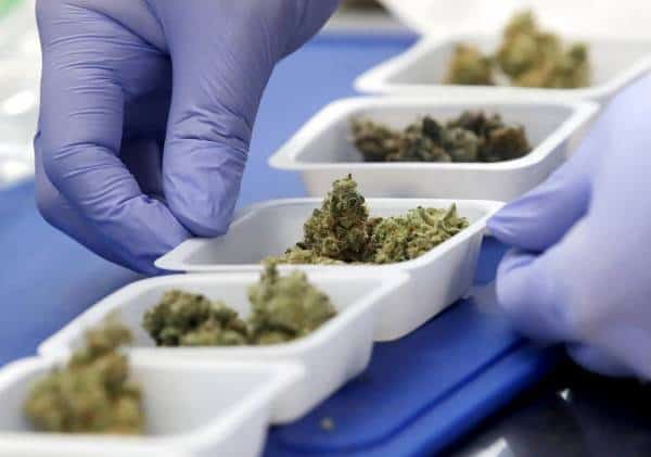 לקראת לגליזציה? ארה"ב תשקיע 3 מיליון דולר בחקר מריחואנה רפואית