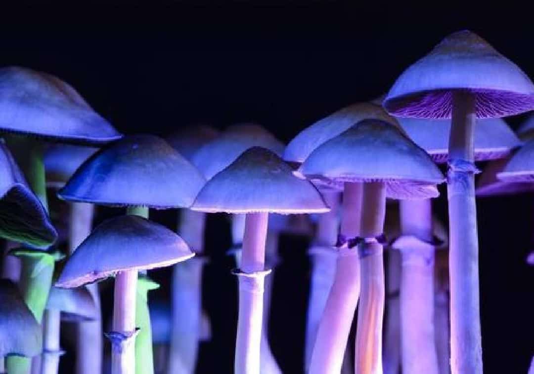 "קליפורניה מבצעת לגליזציה לפסיכדלים":  LSD, MDMA, קטמין, פטריות-קסם, ו-DMT יהפכו מותרים לכל בני ה-21 ומעלה