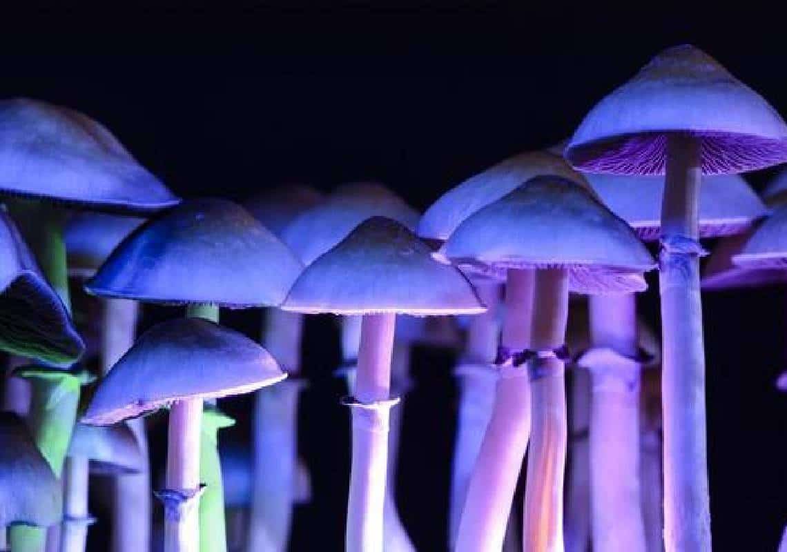 "קליפורניה מבצעת לגליזציה לפסיכדלים":  LSD, MDMA, קטמין, פטריות-קסם, ו-DMT יהפכו מותרים לכל בני ה-21 ומעלה