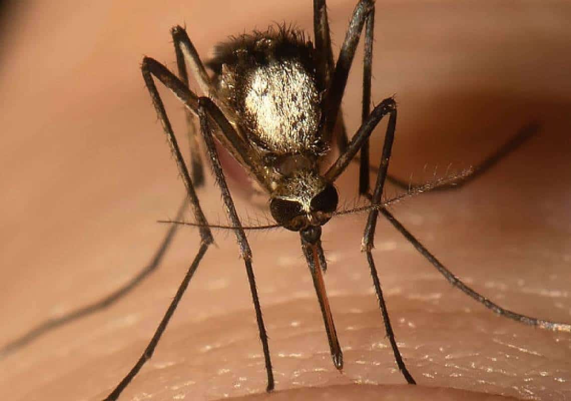 "אוהבים להיכנס לבתים וניזונים מבני אדם וחיות בר": זן פולשני חדש התגלה בדרום פלורידה "אחראי לדלקת המוח הסוסית"