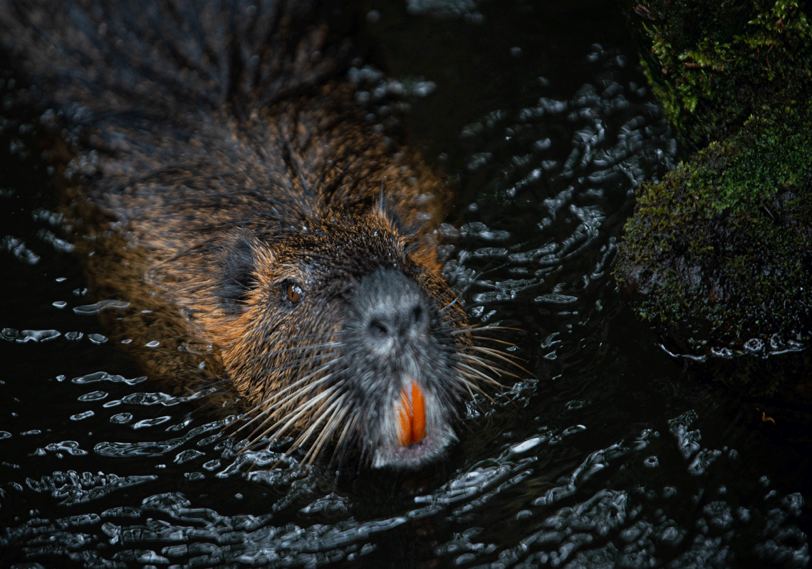סיוט בחופשה באגם: מכרסם ענק חולה כלבת זינק מתוך המים ותקף ילדה בנשיכות - האב ניהל קרב עם החיה עד מוות